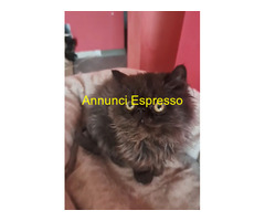 Gatto persiano
