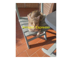 Gattina