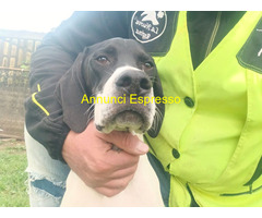 Cucciolo pointer maschio 7 mes