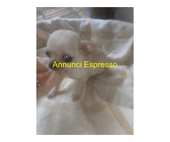 Tre chihuahua toy