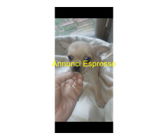 Tre chihuahua toy