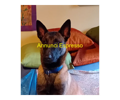 Pastore Belga Malinois