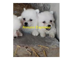 Spitz toy cuccioli