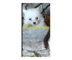 Spitz toy cuccioli