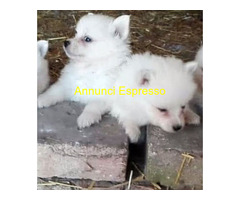Spitz toy cuccioli