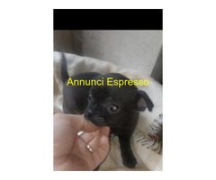 Chihuahua pelo raso