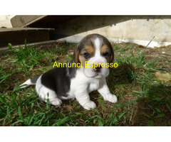 Beagle tricolore femminuccia