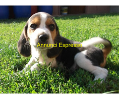 Beagle tricolore femminuccia