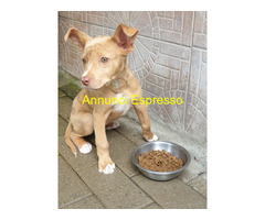 In regalo CANE METICCIO