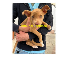 In regalo CANE METICCIO