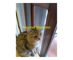 In regalo  gattina