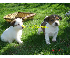 Jack Russell cuccioli