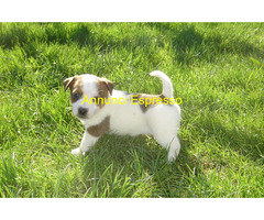 Jack Russell cuccioli