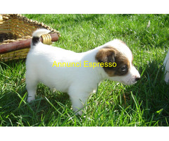 Jack Russell cuccioli