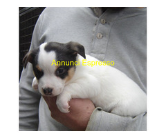 Jack Russell cuccioli