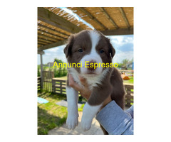 Cuccioli di border collie