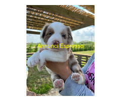 Cuccioli di border collie