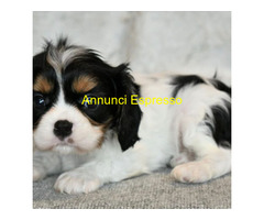 In regalo Cavalier King Charles Spaniel