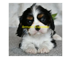 In regalo Cavalier King Charles Spaniel
