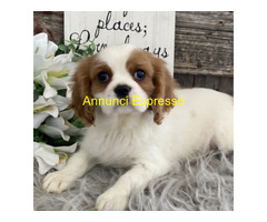 In regalo Cavalier King Charles Spaniel