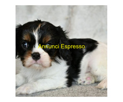 In regalo Cavalier King Charles Spaniel
