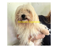 In regalo CANE METICCIO