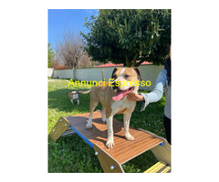 In regalo CANE METICCIO