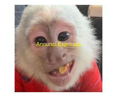 Scimmie Cappuccine Addomesticate