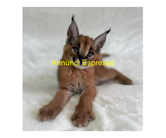 Gattini serval e caracal