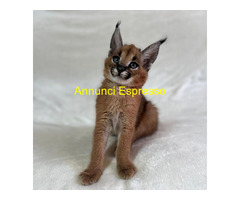 Gattini serval e caracal