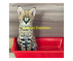 Gattini serval e caracal