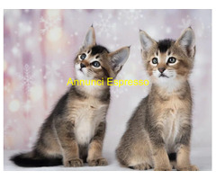 Gattini Savannah e Caracat F5