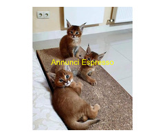 Gattini Savannah e Caracat F5