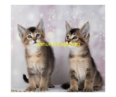 Gattini Savannah e Caracat F5