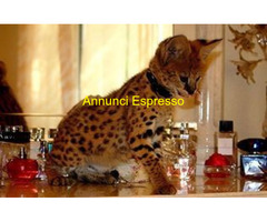 Gattini Savannah e Caracat F5