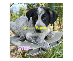 In regalo UNA MAMMA PER SYRIA