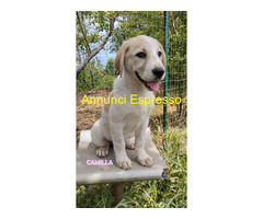 In regalo UNA MAMMA PER CAMILLA
