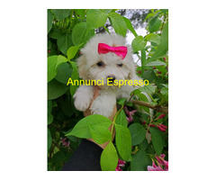 Maltipoo micro toy