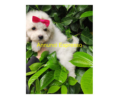 Maltipoo micro toy