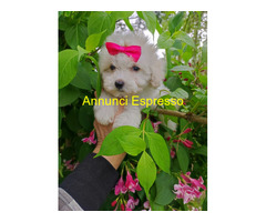 Maltipoo micro toy