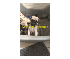 Cuccioli di Carlino