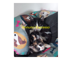 In regalo micini europei
