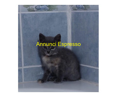 In regalo micini europei