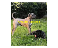 Cuccioli Cane Corso