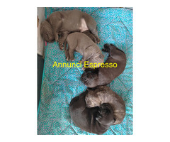 Cuccioli Cane Corso