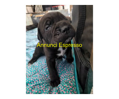Cuccioli Cane Corso