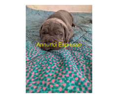 Cuccioli Cane Corso