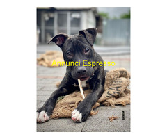 In regalo CANE METICCIO
