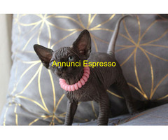 Canadian sphynx