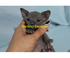 Canadian sphynx